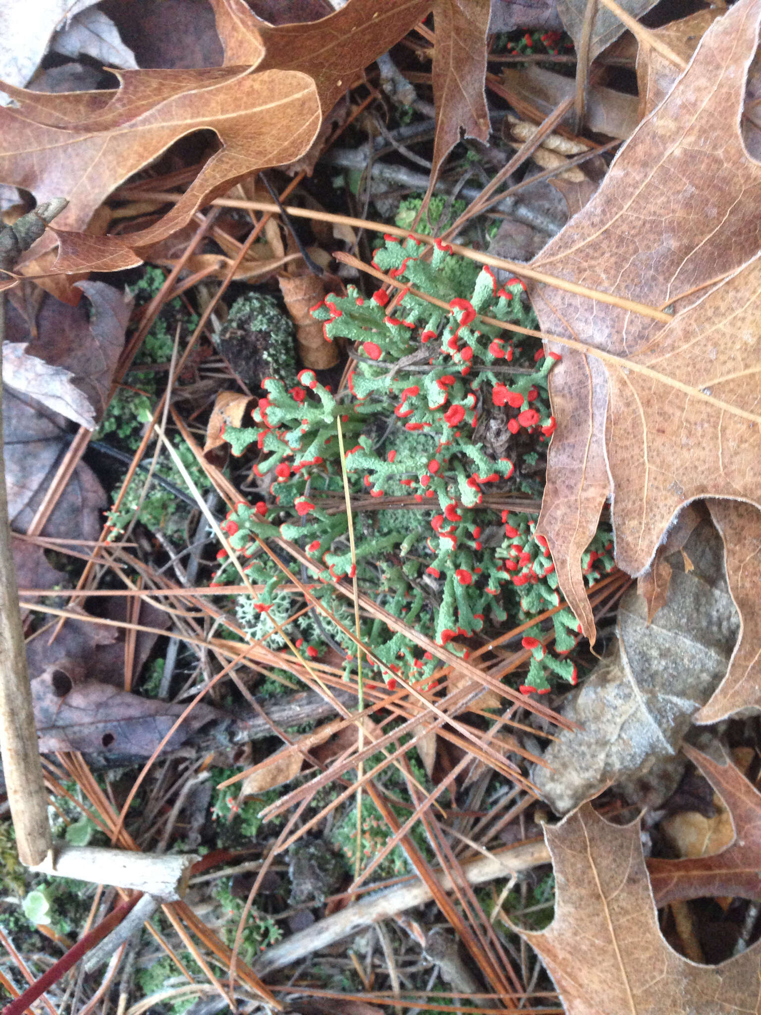 Слика од Cladonia cristatella Tuck.