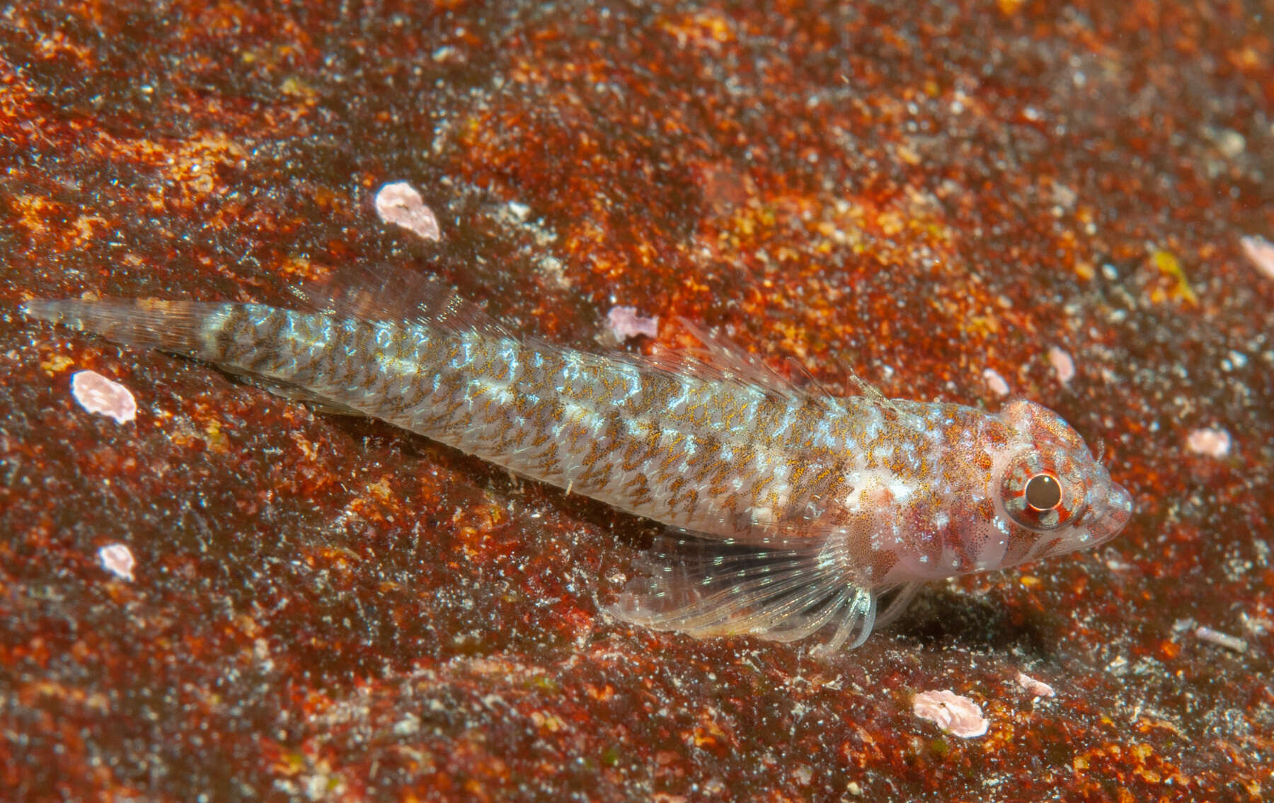 Image of Trinorfolkia