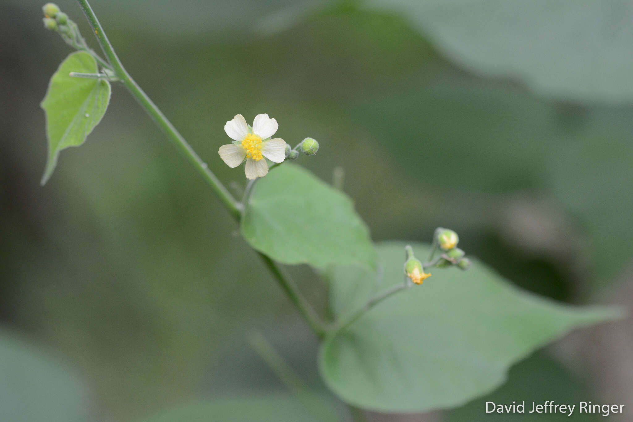 Image of big yellow velvetleaf