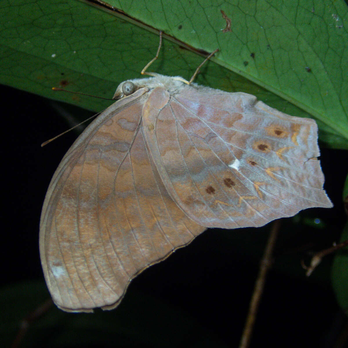 Image of Terinos clarissa falcata Fruhstorfer 1898