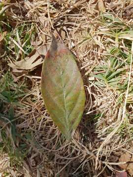 Imagem de Combretum erythrophyllum (Burch.) Sond.