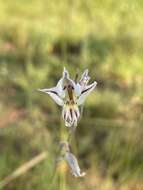 Imagem de Gladiolus permeabilis subsp. edulis (Burch. ex Ker Gawl.) Oberm.