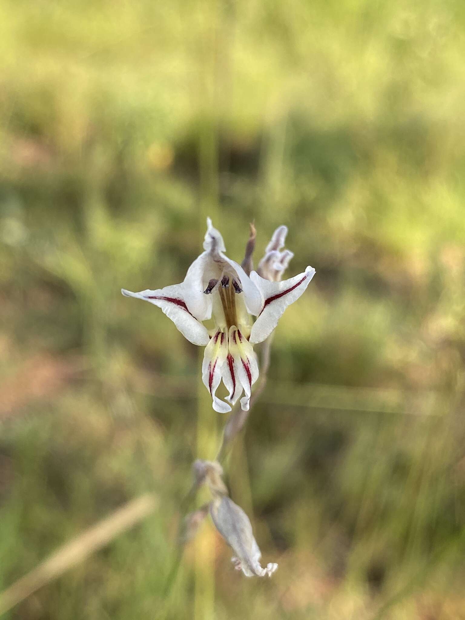 Imagem de Gladiolus permeabilis subsp. edulis (Burch. ex Ker Gawl.) Oberm.