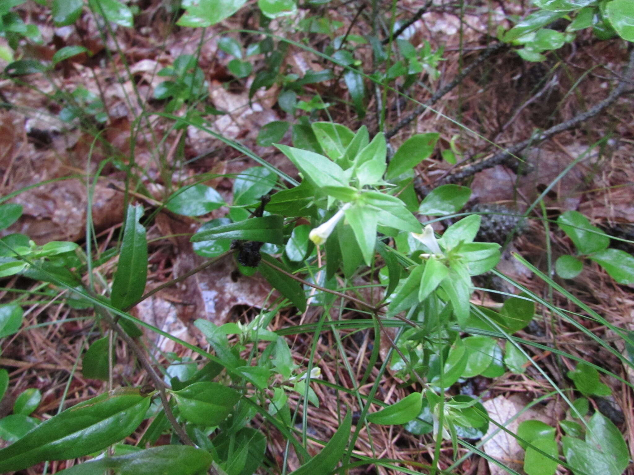 Plancia ëd Melampyrum lineare Desr.