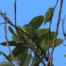 Image of Forpus conspicillatus metae Borrero & Hernández-Camacho 1961