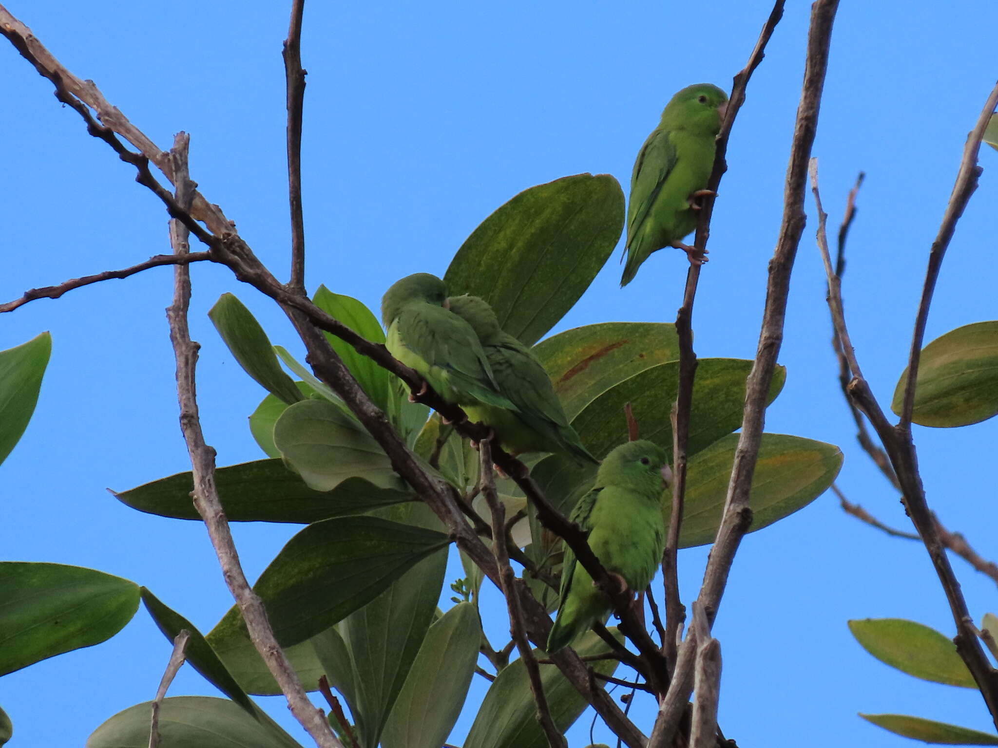 صورة Forpus conspicillatus metae Borrero & Hernández-Camacho 1961