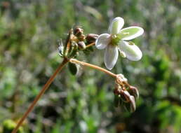 Image of Pharnaceum lanatum Bartl.