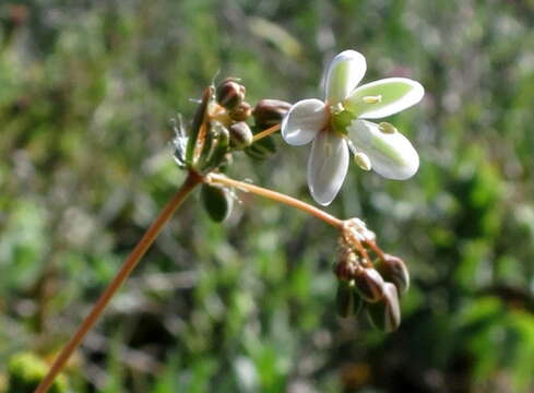 Image of Pharnaceum lanatum Bartl.