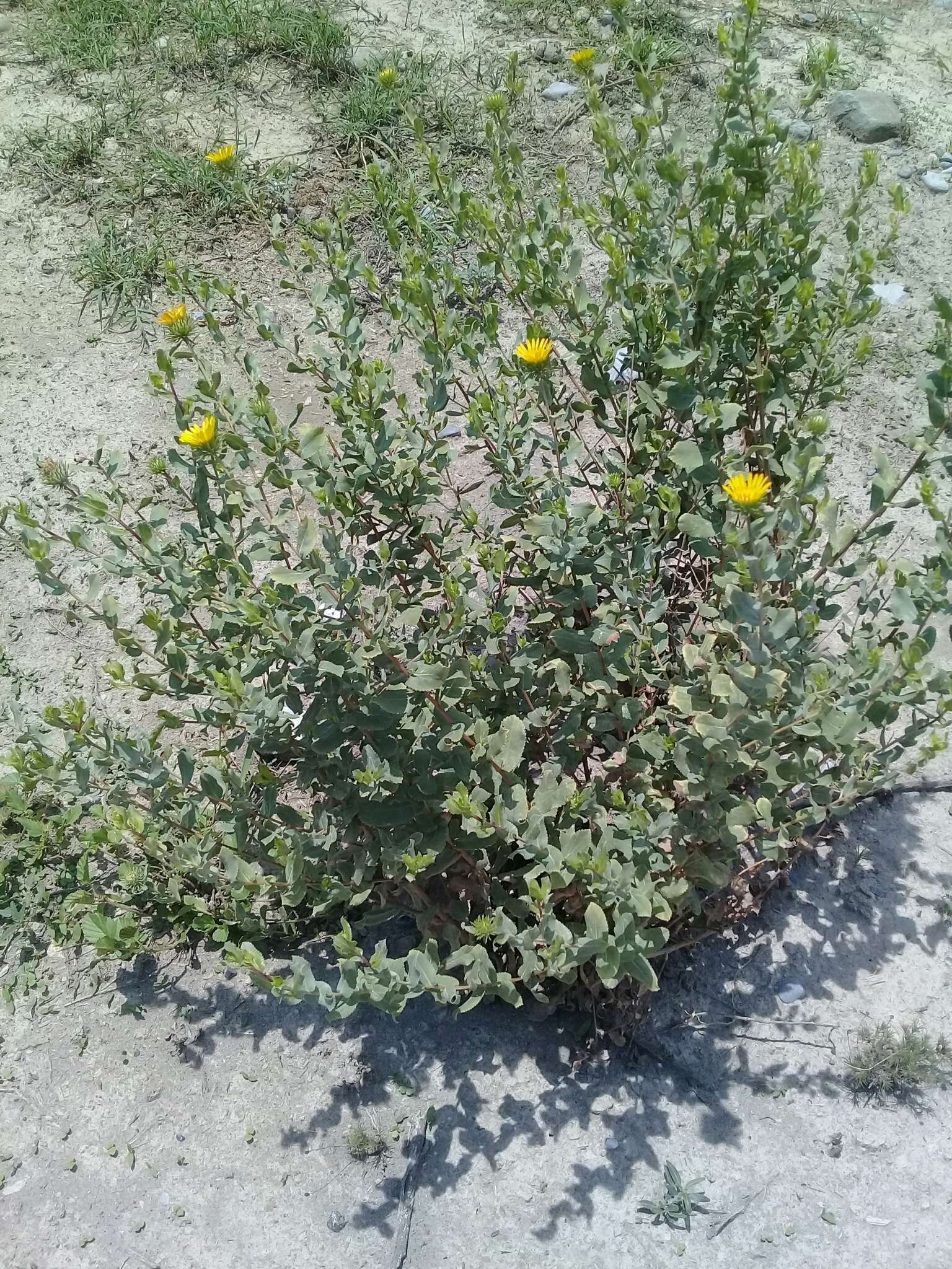 Image of Grindelia lanceolata var. greenei (Steyerm.) G. L. Nesom