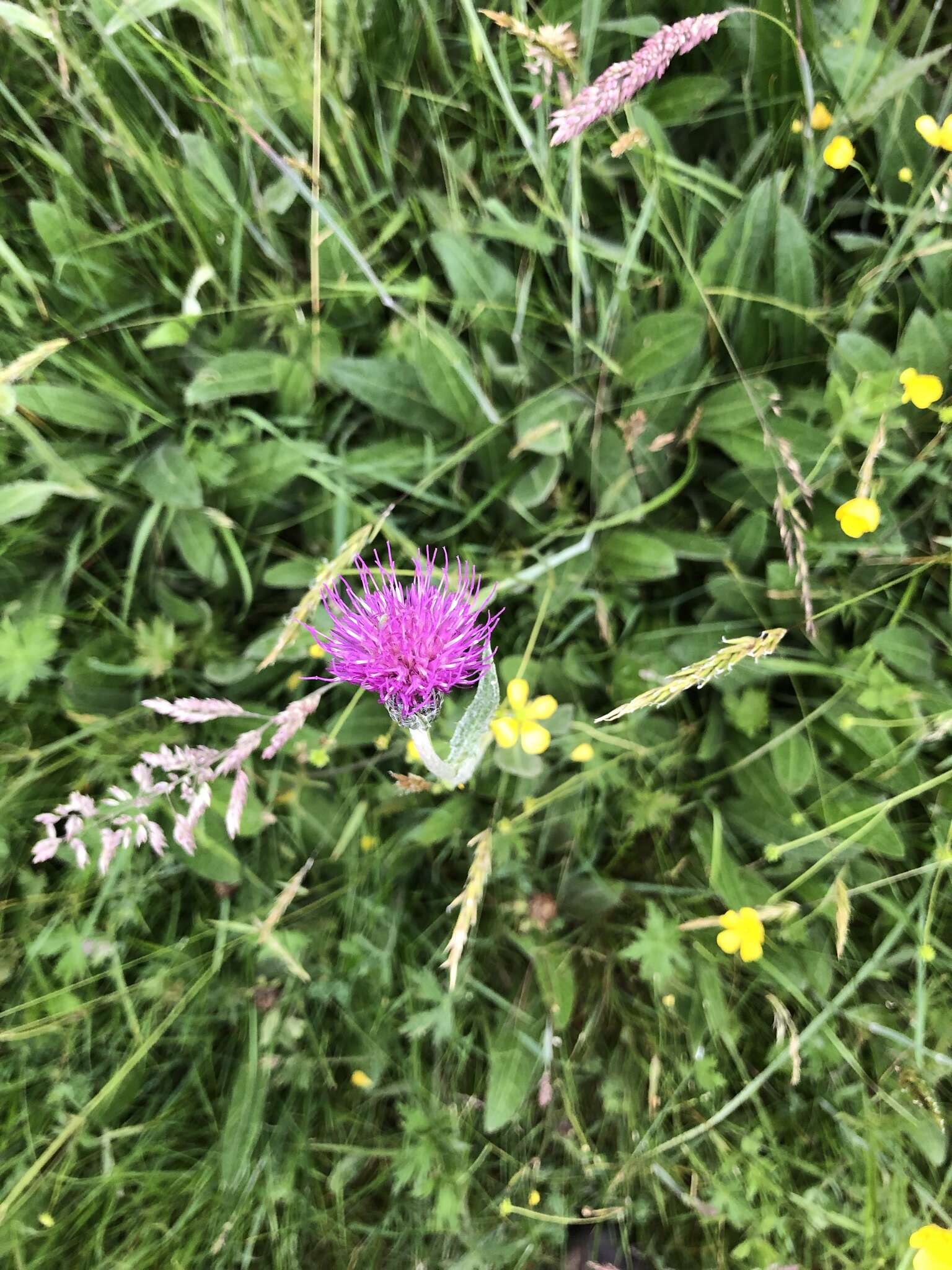 Image of meadow thistle