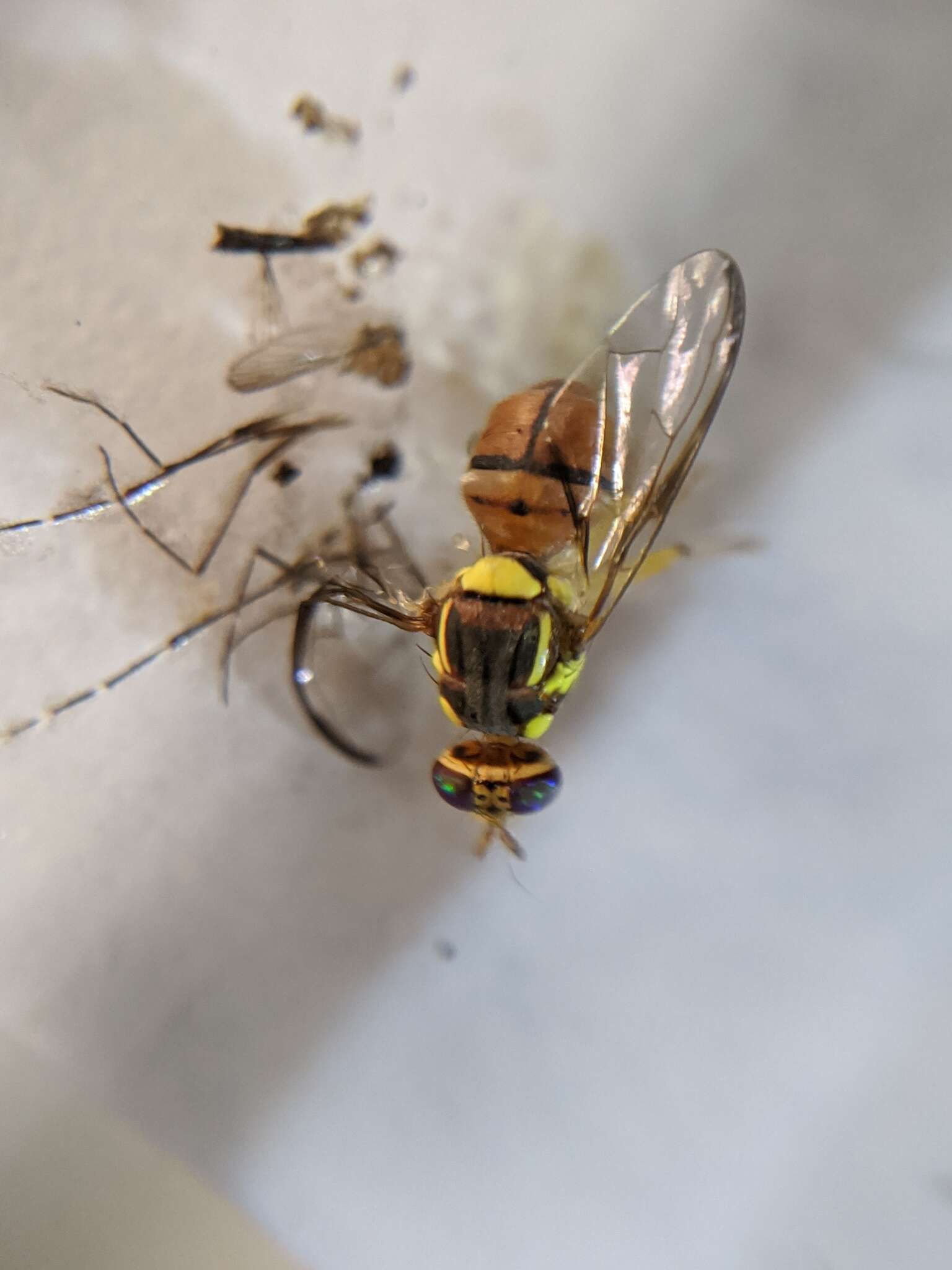 Image of Oriental fruit fly