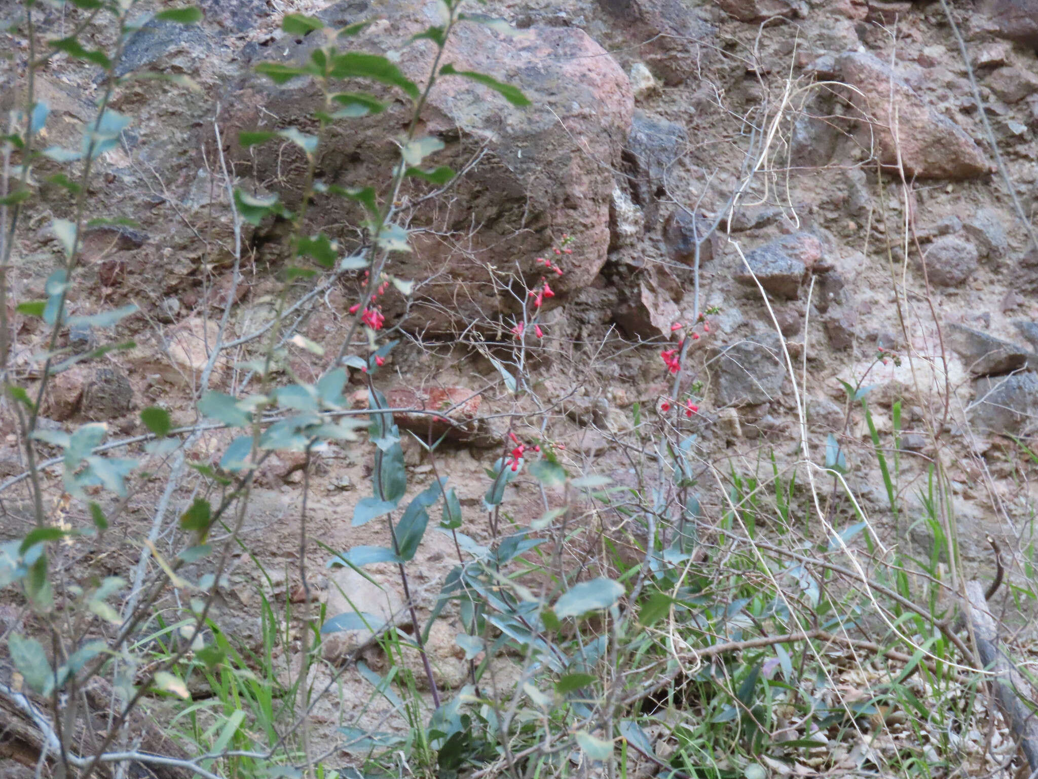 Image de Penstemon superbus A. Nels.