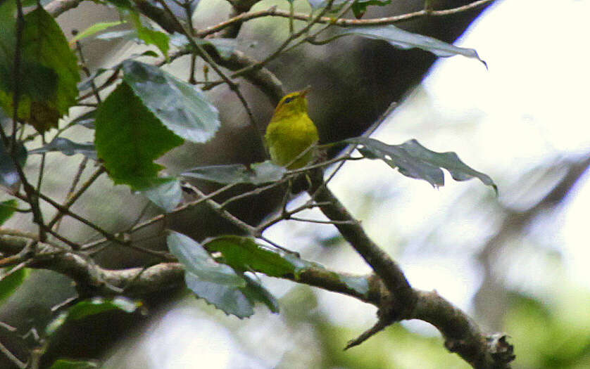 صورة Phylloscopus ruficapilla (Sundevall 1850)