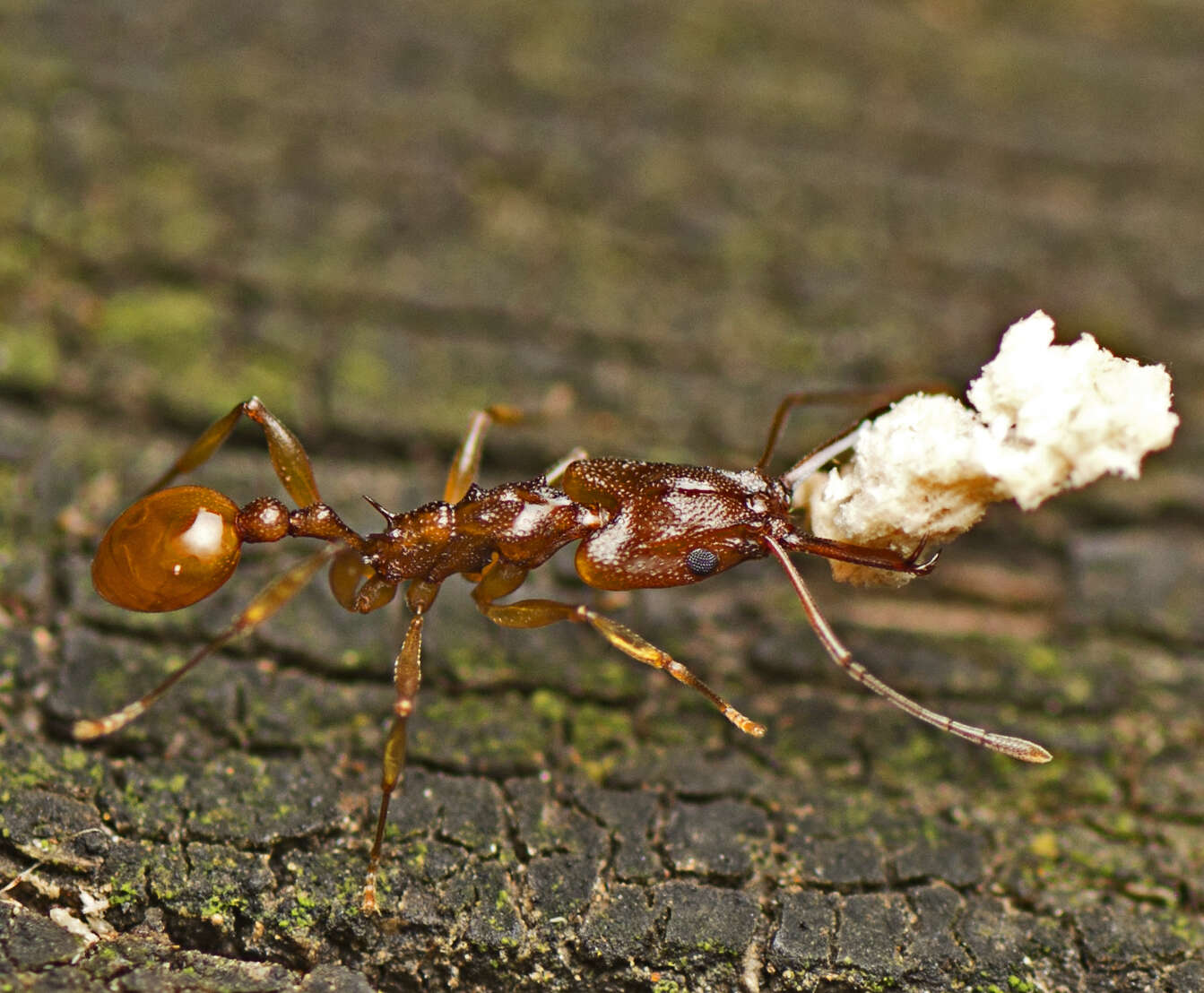 Image of Orectognathus antennatus Smith 1853