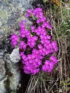 Image of Primula hirsuta All.