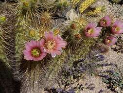 Image of Nichol's hedgehog cactus