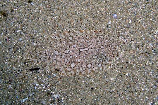 Image of Southern peacock sole