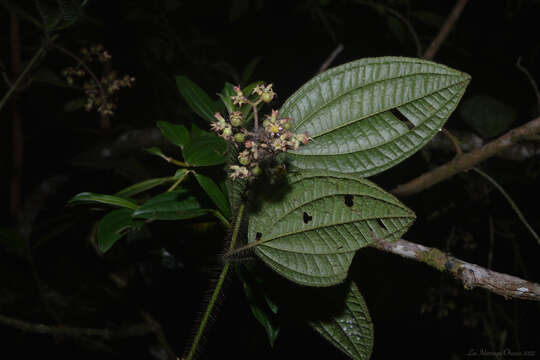 Image of Miconia australis