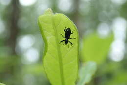 Image of Myrmex myrmex (Herbst & J. F. W. 1797)