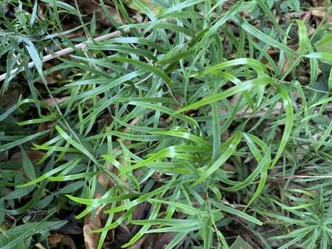 Image of "Sicklethorn asparagus,"