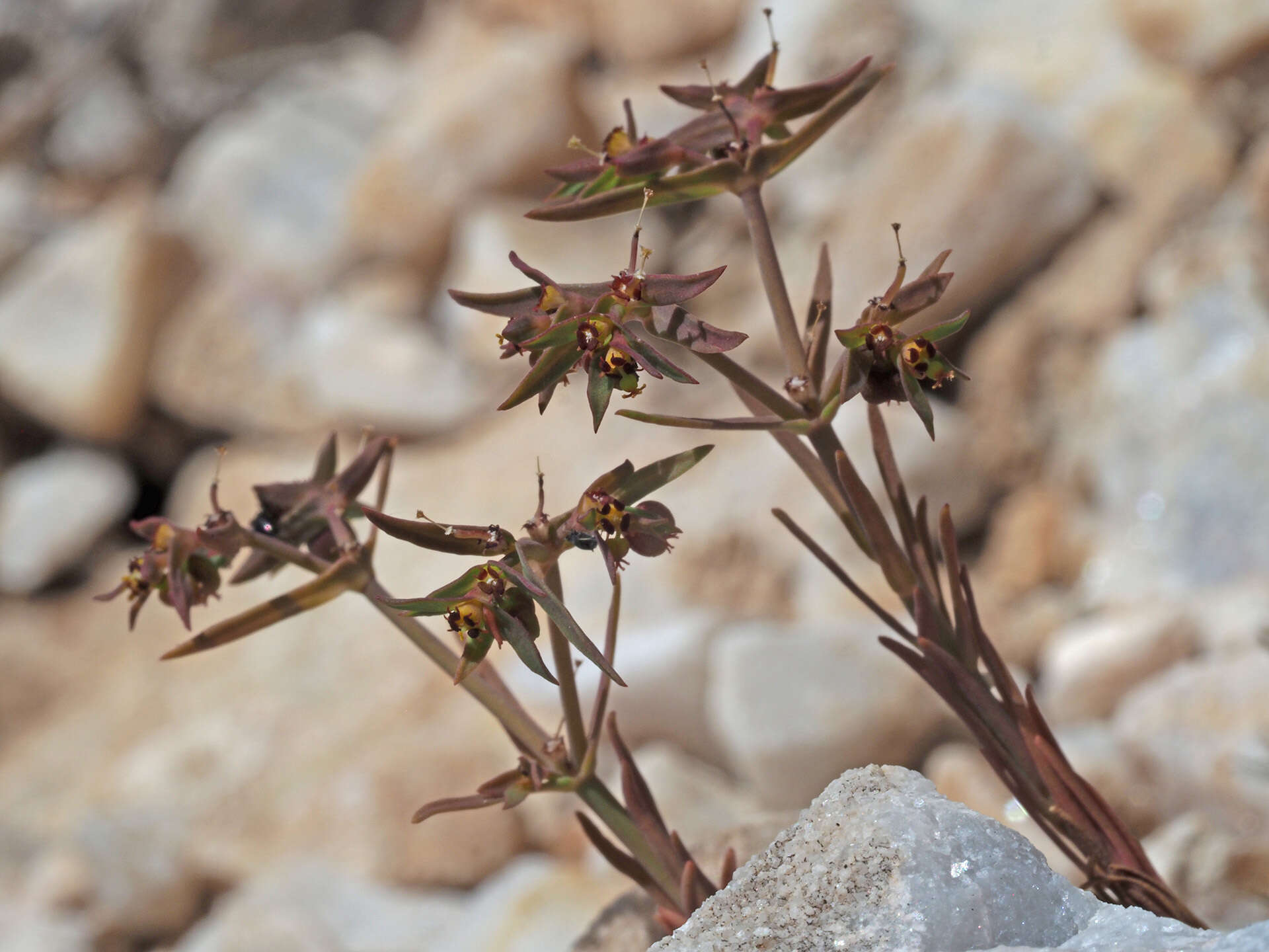 Слика од Euphorbia exigua L.