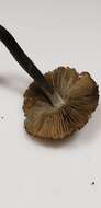 Imagem de Inocybe insignis A. H. Sm. 1941