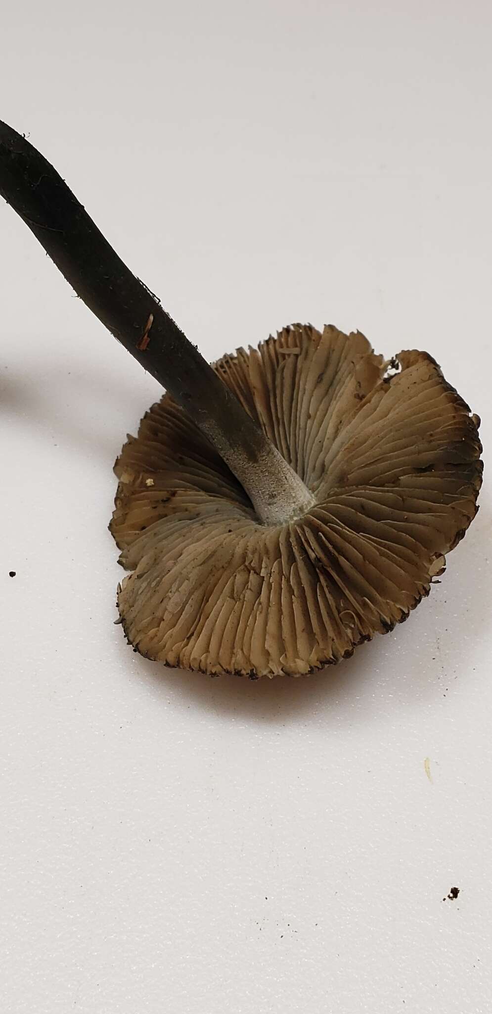 Imagem de Inocybe insignis A. H. Sm. 1941