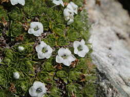 Imagem de Veronica ciliolata subsp. ciliolata