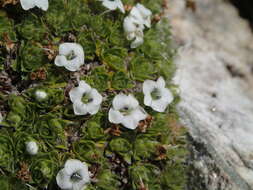 Image of Veronica ciliolata subsp. ciliolata