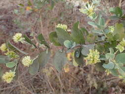 Sivun Guiera senegalensis J. F. Gmel. kuva