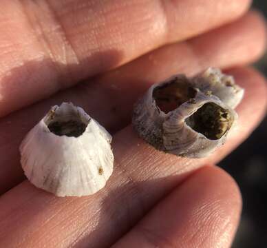 Image of Striped barnacle