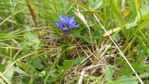 Image of Gentiana pyrenaica L.