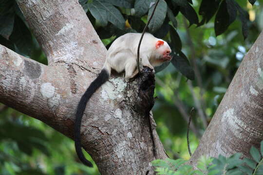 Image of silvery marmoset