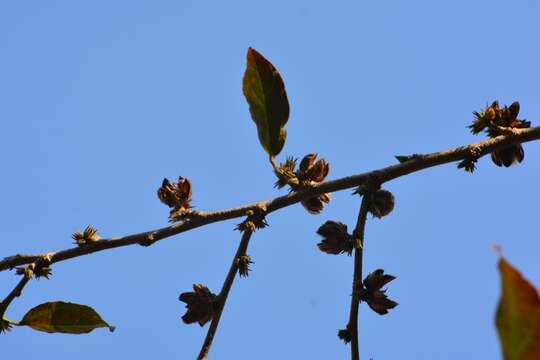 Image of Hibiscus purpusii T. S. Brandeg.