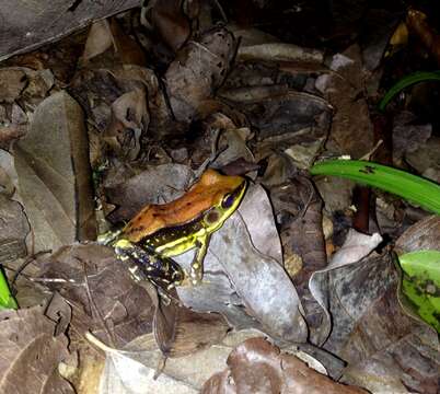 Image of widespread fungoid frog