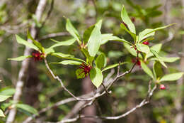 Image de Illicium floridanum Ellis