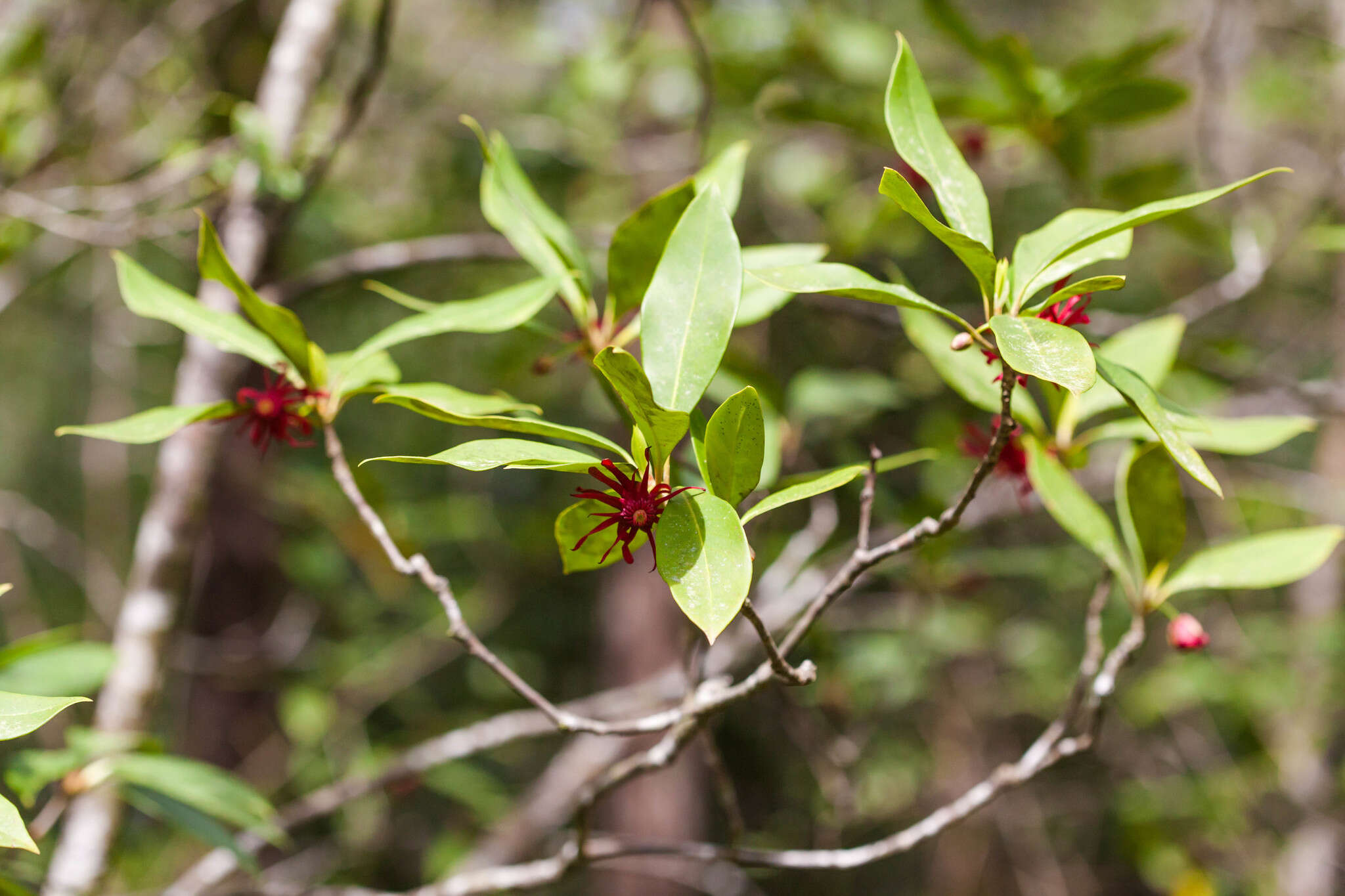 Image de Illicium floridanum Ellis