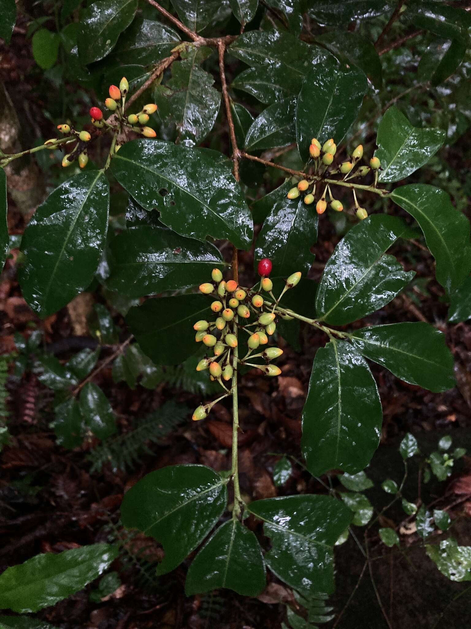 Imagem de Erythroxylum macrophyllum Cav.