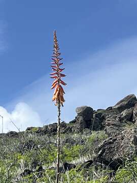 Image of Aloe vera (L.) Burm. fil.