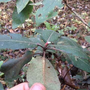 Image of Arbutus bicolor S. González, M. González & P. D. Sørensen