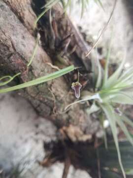 Image de Scaphyglottis livida (Lindl.) Schltr.