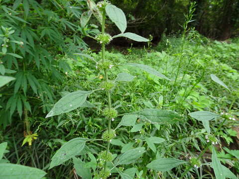 Image of lion's tail