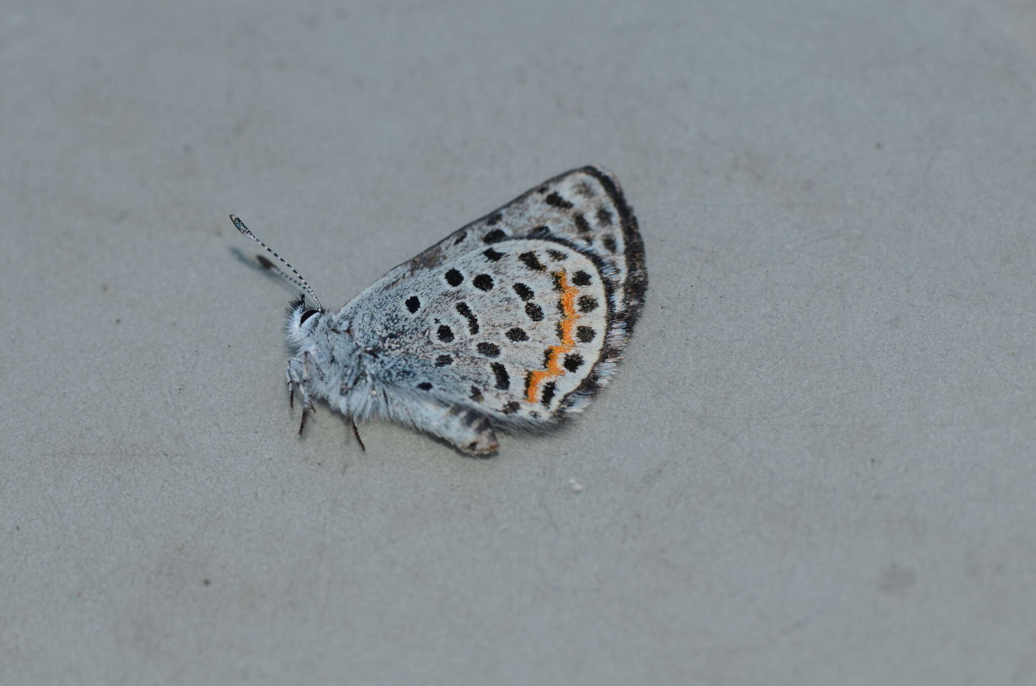 Euphilotes battoides (Behr 1867)的圖片