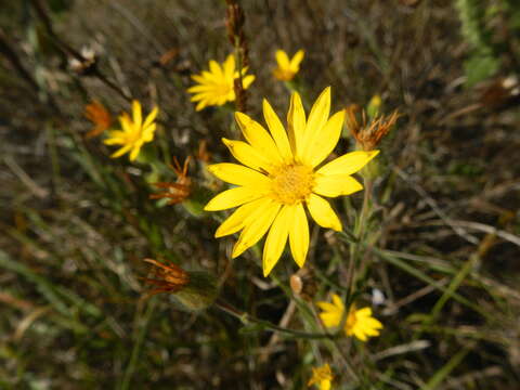 Image of camphorweed