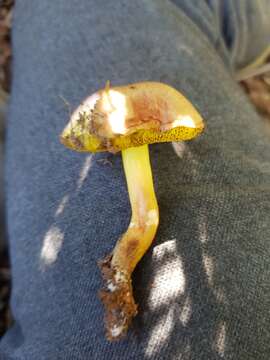 Image of Aureoboletus gentilis (Quél.) Pouzar 1957