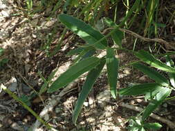 Image of Everglades Greenbrier