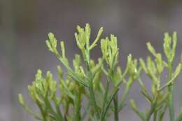 Image of Nuttall's rayless goldenrod