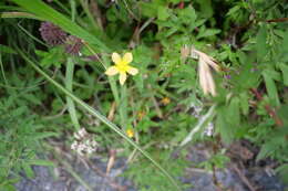 Image of Hypericum nagasawai Hayata