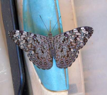 Image of Guatemalan Cracker