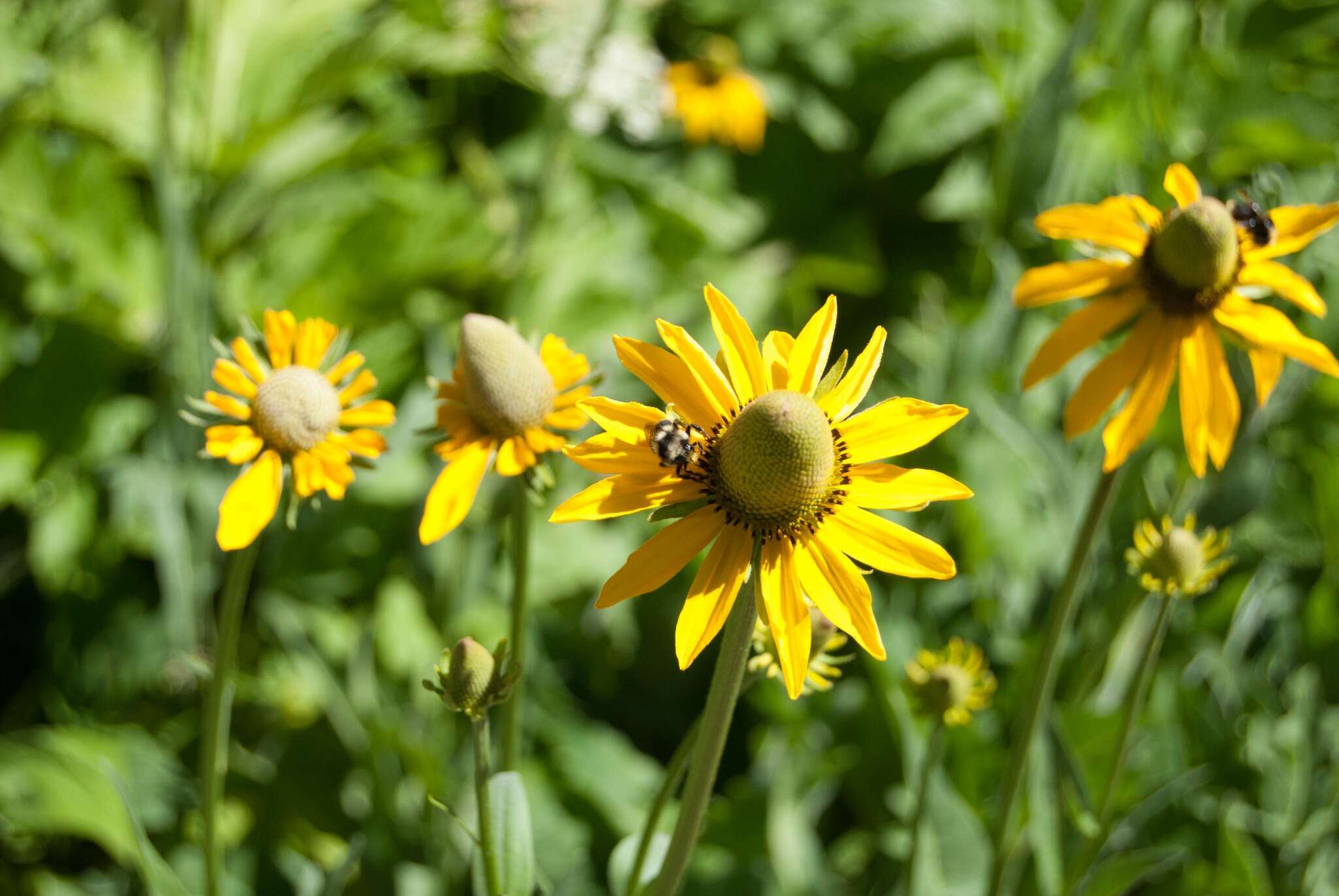 Rudbeckia californica A. Gray的圖片